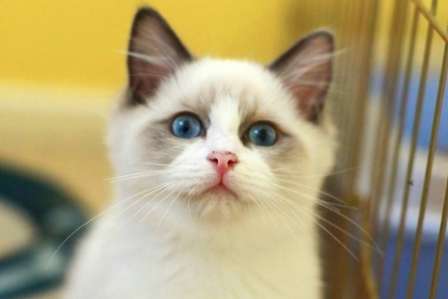 Ragdoll cats’ eyes are one big and one small. This is the reason why Ragdoll cats’ eyes are one big and one small!