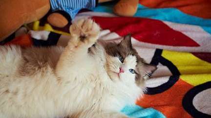 Do Ragdoll cats like to bite wires? Ragdoll cats chewing wires are so dangerous!