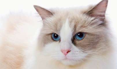 What should you do if you are bitten by a Ragdoll cat and bleed? The best way to deal with a ragdoll cat bite!