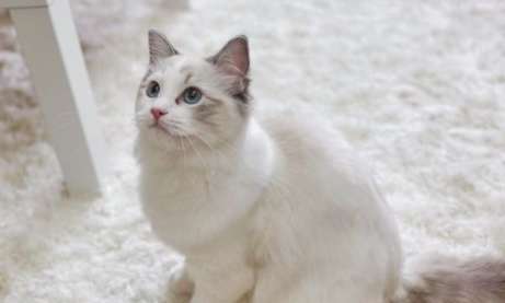 When do Ragdoll cats take shape? It turns out it takes so long for Ragdoll cats to take shape!