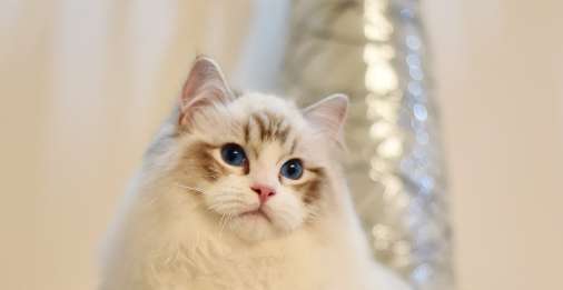 What does the Haishan color adult Ragdoll cat mean? How much does a Haishan color Ragdoll cost?