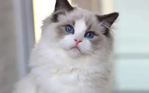 How old will Ragdoll cats be before they can eat canned food? It turns out there is such a thing about eating canned food!