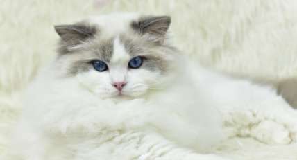 What should I do if my Ragdoll cat has tail oil? This is what Ragdoll Cat Tail Oil is all about!