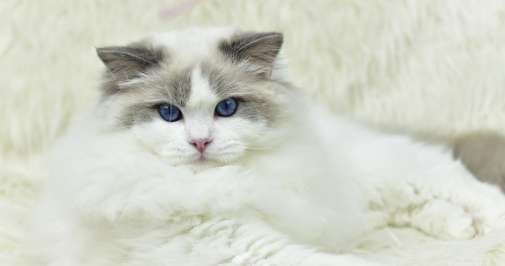 When does a Ragdoll cat’s coat color become finalized? It turns out that it takes so long for Ragdoll cats to have their coat color fixed.