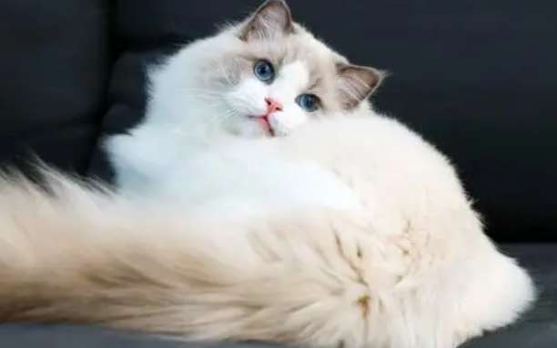 What cat food should Ragdoll cats eat? These two types of cat food are best for Ragdoll cats who are picky eaters!