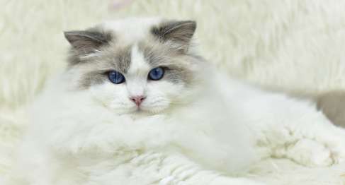 Ragdoll cats have blood in their stools. Ragdoll cats have blood in their stools, so why are they so dangerous?