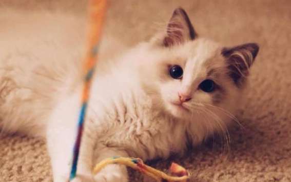 Are all Ragdoll cats neutered? It turns out that neutering Ragdoll cats is so important!