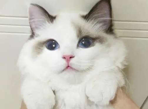 What color is the best Ragdoll cat? There are so many colors of Ragdoll cats!