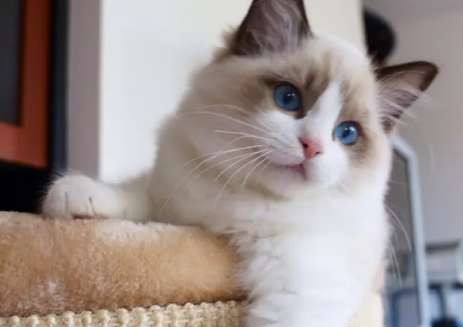 Are all Ragdoll cats neutered? It turns out that neutering Ragdoll cats is so important!