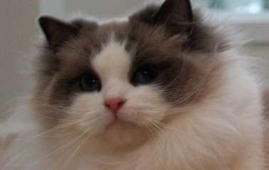 Do Ragdoll cats have round ears? Ragdoll cat ears turn out to be the best looking this way!