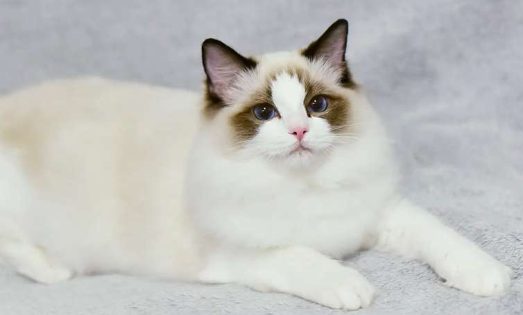 What color is the best for Ragdoll cats? Ragdoll cats turn out to have so many colors!