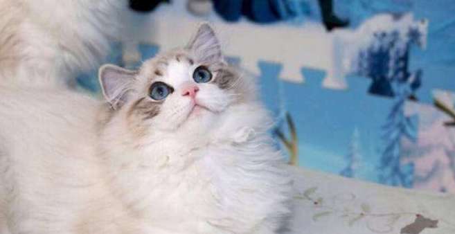 How many months is the best time to buy a Ragdoll cat? Which age group of Ragdoll cats is the most suitable to buy?