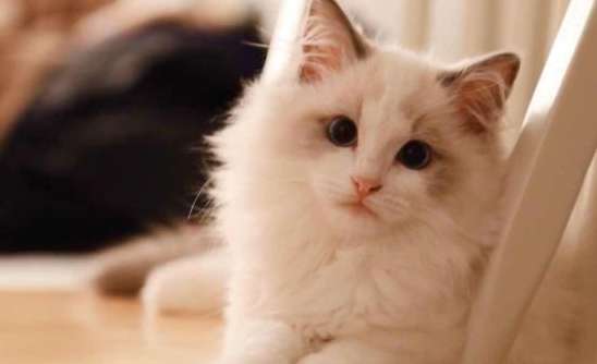 What are the characteristics of purebred Ragdoll cats? This feature is proof enough!