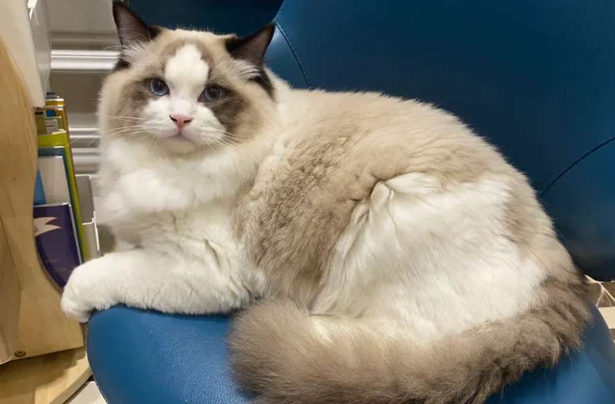 How many months should I buy a Ragdoll cat? Is this age group the most suitable Ragdoll cat?