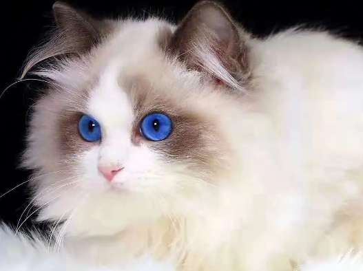 What are the characteristics of purebred Ragdoll cats? This characteristic is enough to prove it!