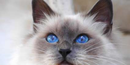 How many months does it take for Ragdoll cats to develop color? So there are so many differences between Ragdoll cats?