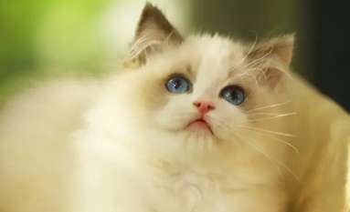 Ragdoll cats don’t like to bury their poop. Why do Ragdoll cats don’t like to bury their poop?