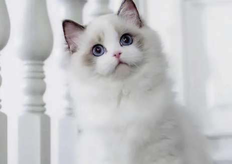 Is there a pure black Ragdoll cat? Ragdoll cats come in so many colors!