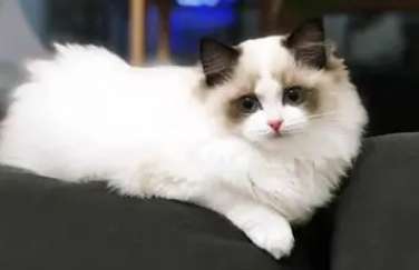 Ragdoll cats don’t like to bury their poop. Ragdoll cats don’t like to bury their poop.