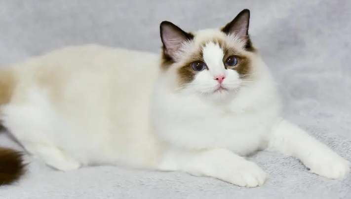 Is there a pure black Ragdoll cat? Ragdoll cats come in so many colors!