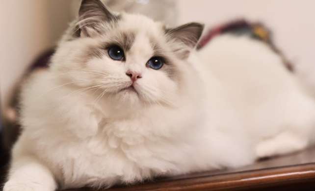 How big a house should a Ragdoll cat buy? Is a Ragdoll cat’s range of motion sufficient?