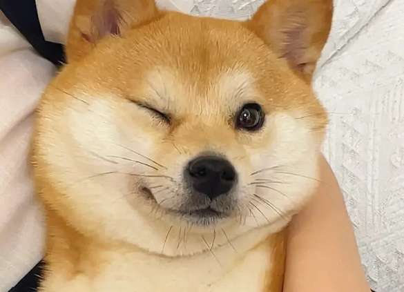 What should I do if the Shiba Inu bites people? This trick can easily prevent the Shiba Inu from biting people!