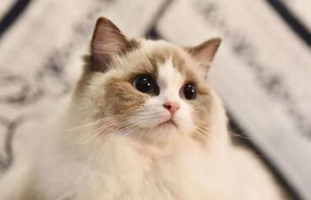 What kind of cat is the Ragdoll cross? This is how Ragdoll cats came to be!