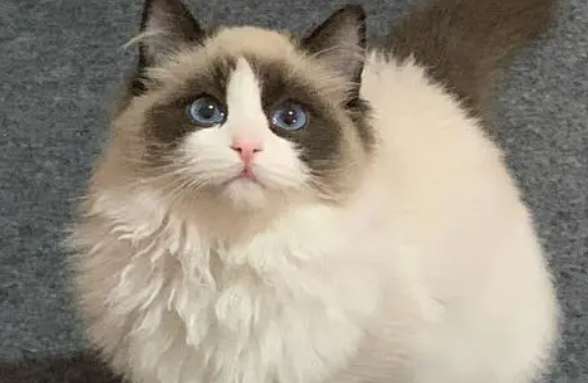Ragdoll cat meows softly or hoarsely? The Ragdoll cat’s hoarse voice turns out to be a cold!