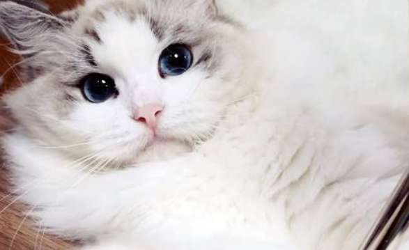 The Ragdoll cat meows softly or hoarsely? The Ragdoll cat's hoarse voice turns out to have a cold!