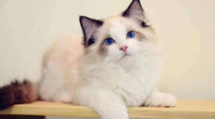 Which one should you choose between a ragdoll cat and a bantam cat? That’s the right choice!