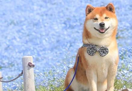 Is it possible that the Shiba Inu's legs are thin because of insufficient exercise? What is the reason for the thin legs of the Shiba Inu? What's going on?