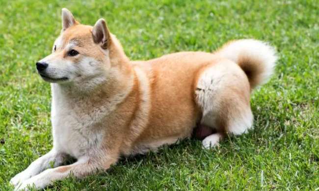 Shiba Inu Are the thin legs due to insufficient exercise? What could be the reason for the thin legs of the Shiba Inu?