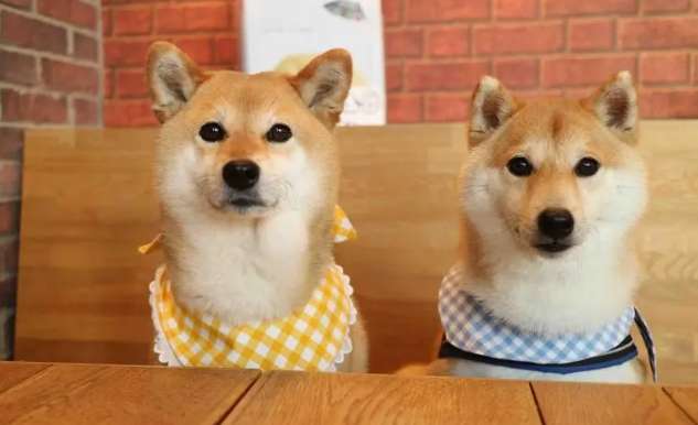 Shiba Inu has no hair on its legs. Why does Shiba Inu have no hair on its legs?