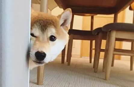 How to stop Shiba Inu from eating poop? There are the following methods to make Shiba Inu refuse to eat poop. ?