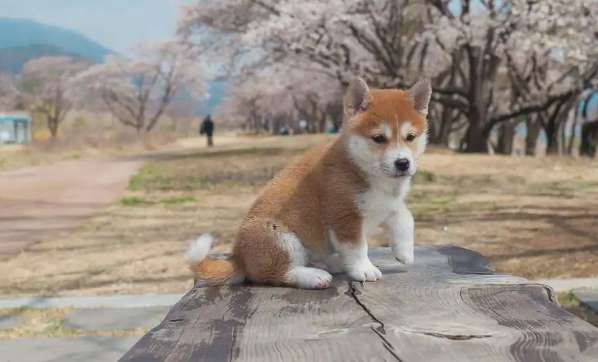 How to stop Shiba Inu from eating poop? There are the following methods to make Shiba Inu refuse to eat poop. ?