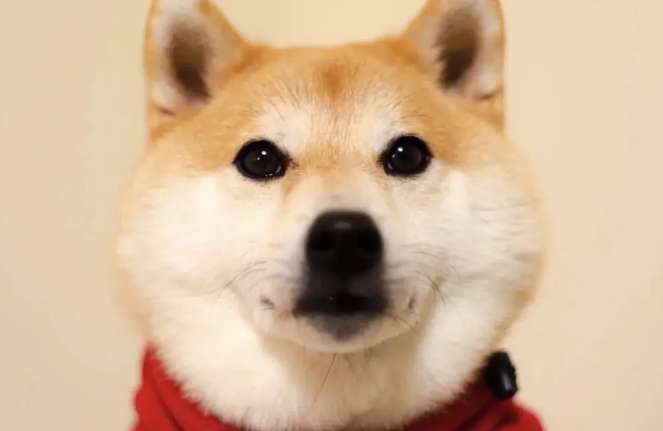 Shiba Inu puppies don’t eat. Why don’t Shiba Inu puppies stop eating?