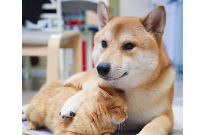 Shiba Inu tail drooping, what is the reason for Shiba Inu tail drooping?