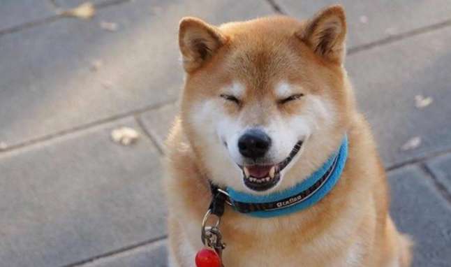 The hair on the belly or neck of the Shiba Inu is not white; the hair color of the Shiba Inu is not white. The reason?