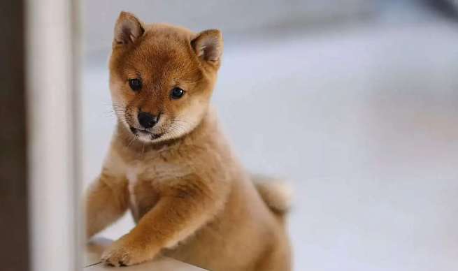 Can Shiba Inu be checked in by plane? How to check in Shiba Inu?