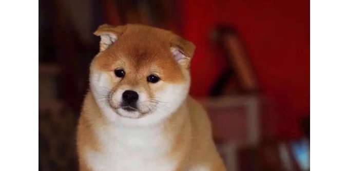 Shiba Inu tail drooping, what is the reason for Shiba Inu tail drooping?