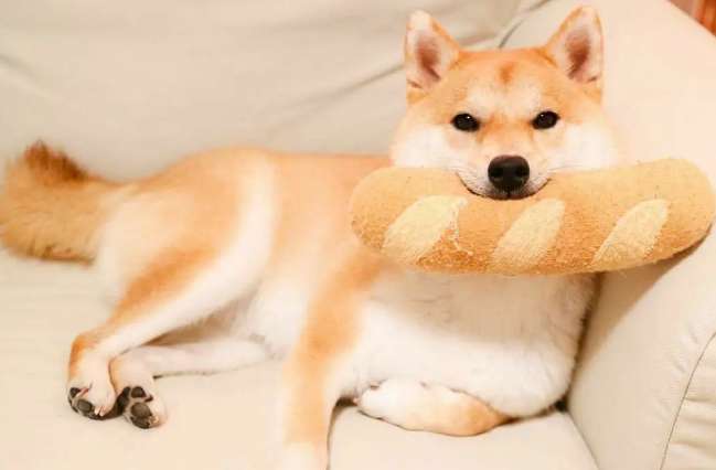 The Shiba Inu can't pull. Why can't the Shiba Inu pull?