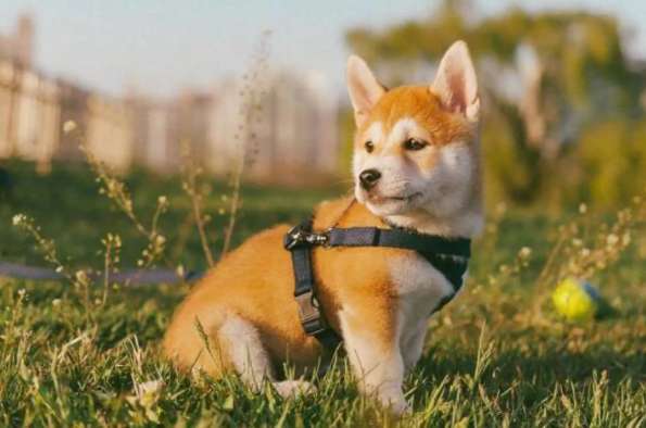 Shiba Inu White Horse Series, what does Shiba Inu White Horse Series mean?