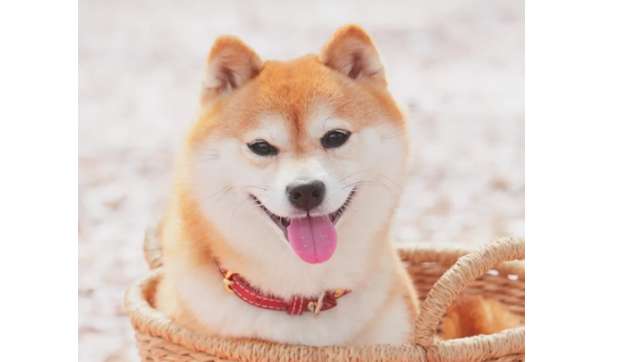 Can Shiba Inu puppies eat apples? Shiba Inu puppies eat apples What are the benefits?