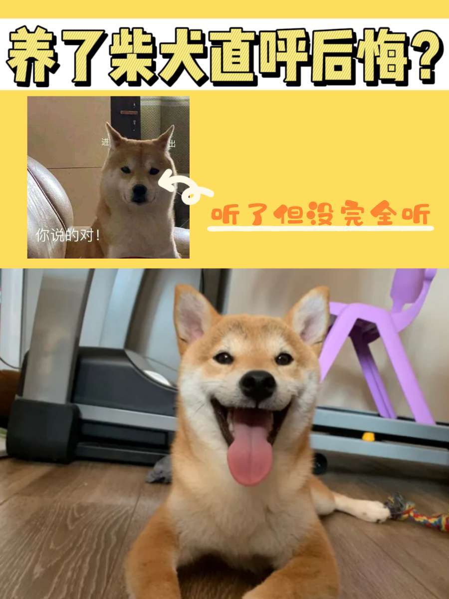 The Shiba Inu is obviously super cute, but why does its owner say he regrets it?