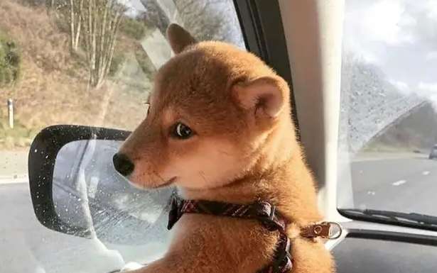 Shiba Inu spits out white foam, Shiba Inu spits out white foam, so this is what happened ?