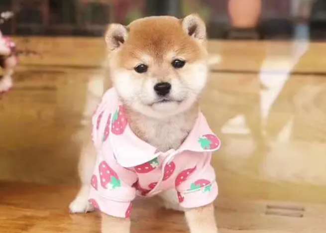 How old can a Shiba Inu take a bath? What should you pay attention to when bathing a Shiba Inu?