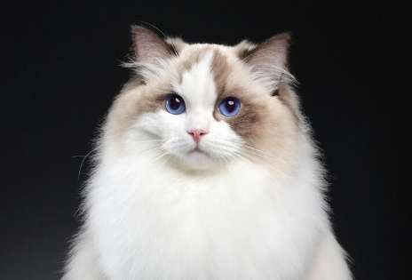 The advantages and disadvantages of Ragdoll cats, Ragdoll cats have so many shortcomings!