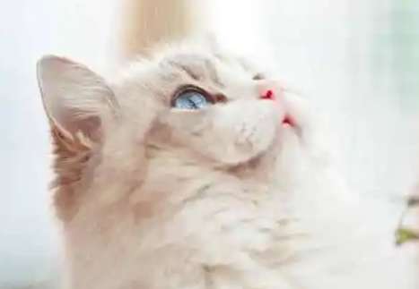 What to do if Ragdoll cats lose hair? The three major reasons why Ragdoll cats lose hair