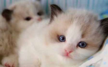 Do all Ragdoll cats have blue eyes? Why are blue eyes so important?