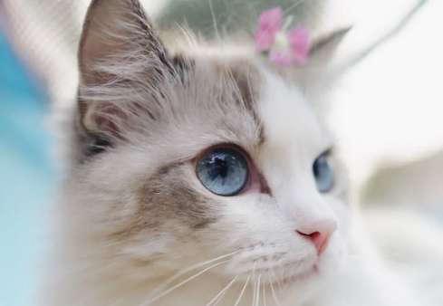 Are all Ragdoll cats with blue eyes? Blue eyes are so important